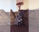 Small Photo #29 French Bulldog Puppy For Sale in BUSHKILL, PA, USA