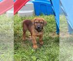 Small #1 Doberman Pinscher
