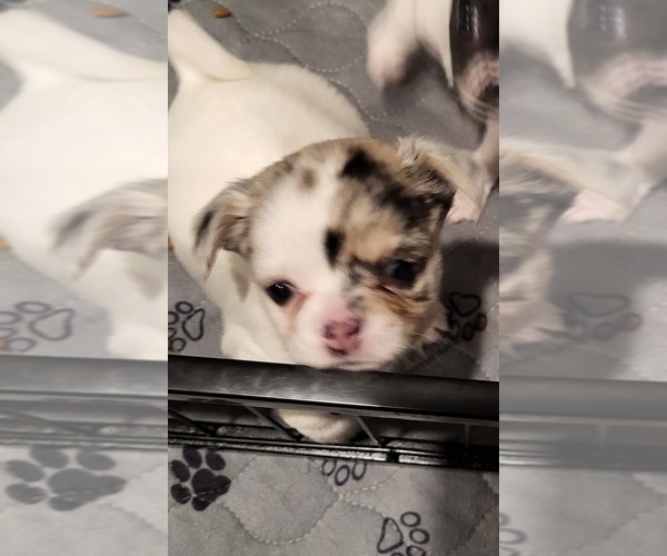 Medium Photo #3 Chihuahua Puppy For Sale in BLUE RIVER, WI, USA