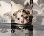 Small #2 Chihuahua