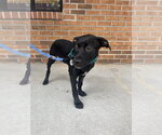 Small #3 Mutt