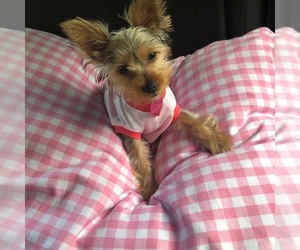 Yorkshire Terrier Puppy for sale in CHICAGO, IL, USA