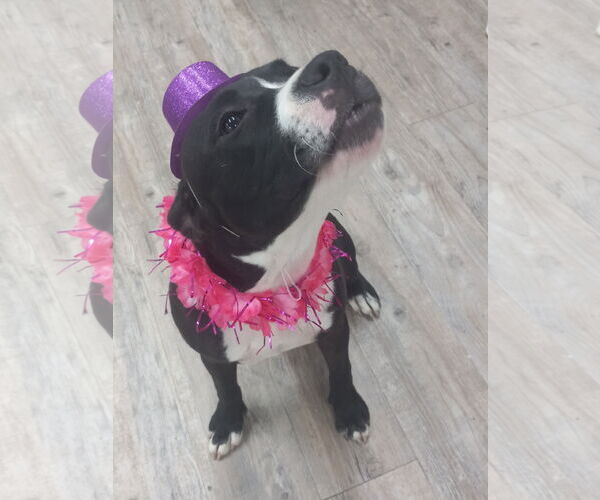 Medium Photo #9 Mutt Puppy For Sale in Murfreesboro, NC, USA