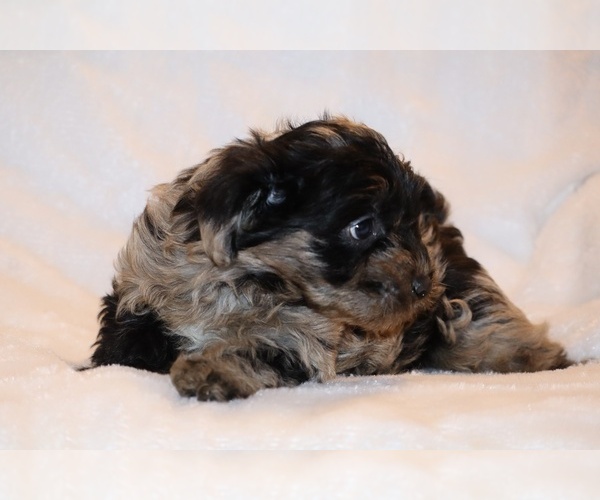 Medium Photo #3 Yorkiepoo mix (+ Poodle Toy) Puppy For Sale in DYERSBURG, TN, USA