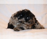 Small #2 Yorkiepoo mix (+ Poodle Toy)