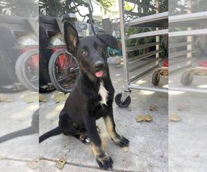 German Shepherd Dog Dog for Adoption in BUENA PARK, California USA