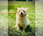 Small #5 Chihuahua Mix