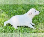 Small #3 German Shepherd Dog