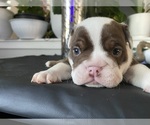 Puppy 4 American Bully-Bulldog Mix