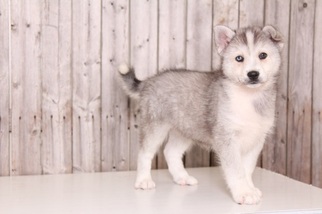Huskimo Puppy for sale in MOUNT VERNON, OH, USA