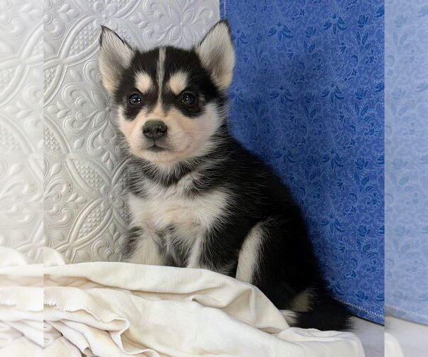 Medium Photo #8 Siberian Husky Puppy For Sale in MOUNT AYR, IA, USA