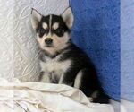 Small Photo #8 Siberian Husky Puppy For Sale in MOUNT AYR, IA, USA