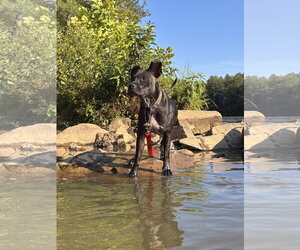 American Pit Bull Terrier-Unknown Mix Dogs for adoption in Pacolet, SC, USA