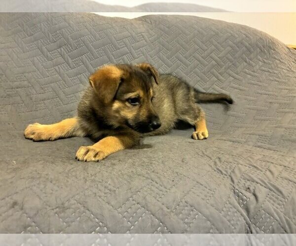 Medium Photo #3 German Shepherd Dog Puppy For Sale in LOGAN, OH, USA