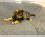 Small #2 German Shepherd Dog