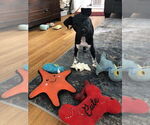 Small #9 Rat Terrier Mix