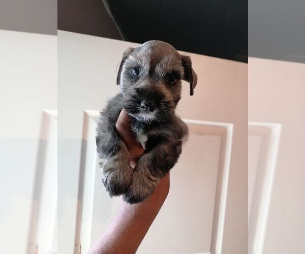 Medium Photo #4 Schnauzer (Miniature) Puppy For Sale in CORONA, CA, USA