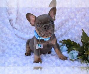 French Bulldog Puppy for sale in BEACHWOOD, OH, USA