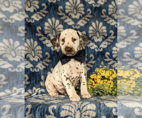 Medium Photo #3 Dalmatian Puppy For Sale in QUARRYVILLE, PA, USA