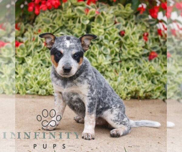 Medium Photo #1 Australian Cattle Dog Puppy For Sale in ATGLEN, PA, USA