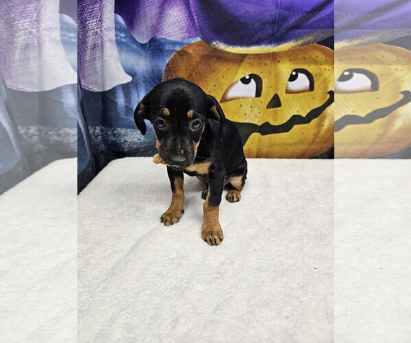 Medium Photo #2 Dachshund-Unknown Mix Puppy For Sale in Metairie, LA, USA