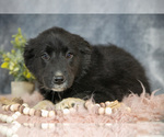Puppy Ginny Gollie