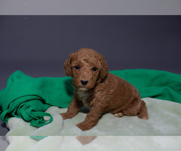 Medium Photo #4 Poodle (Miniature) Puppy For Sale in PORTAGE, MI, USA