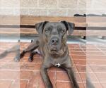 Small #1 American Pit Bull Terrier-Labrador Retriever Mix