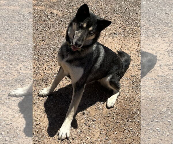 Medium Photo #2 Gerberian Shepsky Puppy For Sale in Cedar Crest, NM, USA
