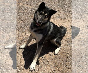 Shadow - Female Gerberian Shepsky Dog for Adoption - Photo #2