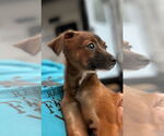 Small #1 Chiweenie