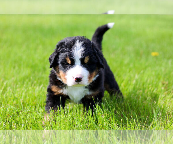 Medium Photo #1 Bernese Mountain Dog Puppy For Sale in AMANA, IA, USA