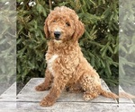 Small #4 Goldendoodle (Miniature)