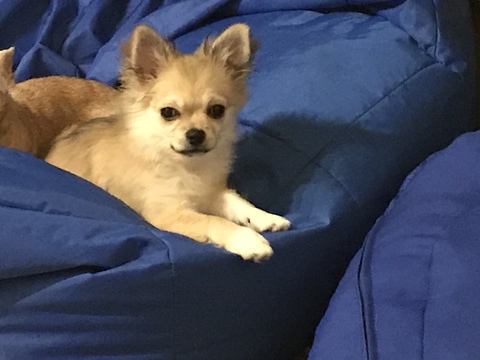 Medium Photo #21 Chihuahua Puppy For Sale in CHARLESTON, SC, USA