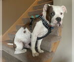Small #7 American Pit Bull Terrier Mix