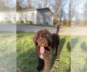 Mother of the Poodle (Standard) puppies born on 04/20/2025