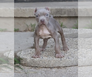 American Bully Puppy for sale in CHAMPAIGN, IL, USA