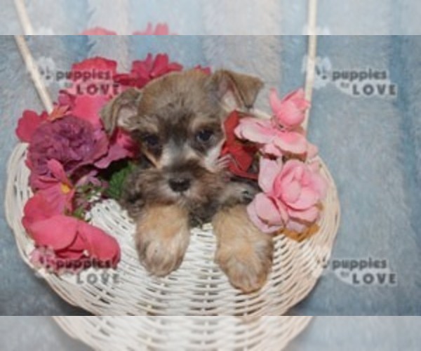 Medium Photo #8 Schnauzer (Miniature) Puppy For Sale in SANGER, TX, USA