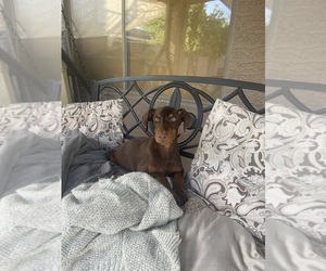 Doberman Pinscher Puppy for sale in CAVE CREEK, AZ, USA