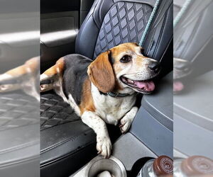 Beagle Dogs for adoption in Mouth Of Wilson, VA, USA