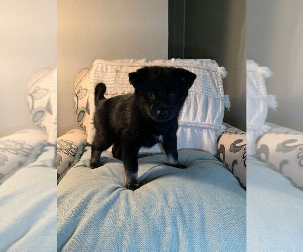 Medium Photo #3 Pomsky Puppy For Sale in OAK HARBOR, WA, USA
