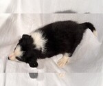 Small Photo #10 Border Collie Puppy For Sale in MOSIER, OR, USA