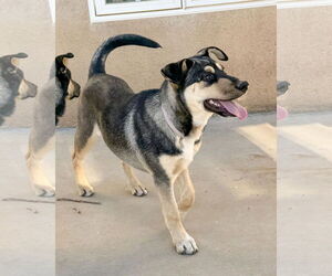 Gerberian Shepsky Dogs for adoption in Corona, CA, USA
