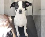 TINY - Female Chihuahua-Unknown Mix Dog for Adoption - Small photo
