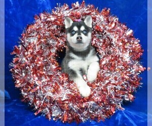 Alaskan Klee Kai Puppy for sale in NORWOOD, MO, USA