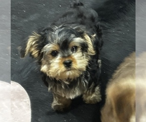 Morkie Puppy for sale in CASSVILLE, MO, USA