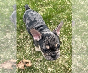 French Bulldog Litter for sale in OSWEGO, IL, USA
