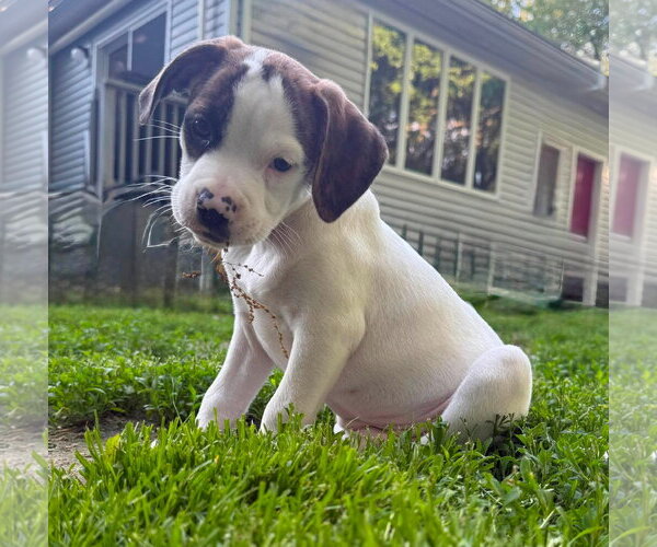 Medium Photo #2 Mutt Puppy For Sale in pomfret, CT, USA