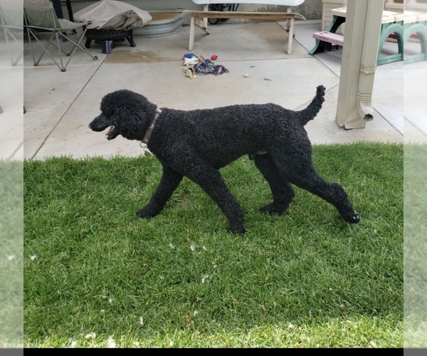 Medium Photo #6 Poodle (Standard) Puppy For Sale in LOGAN, UT, USA