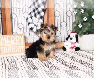 Yorkshire Terrier Puppy for sale in NAPLES, FL, USA